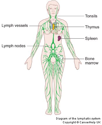 Natural Immunity Series: Interview With A Lymphatic Drainage Massage