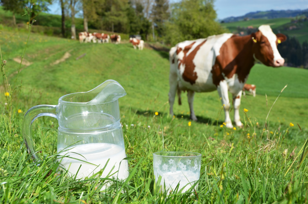 Milk and Mortality: Is Your Daily Milk Quota Shortening Your Life?
