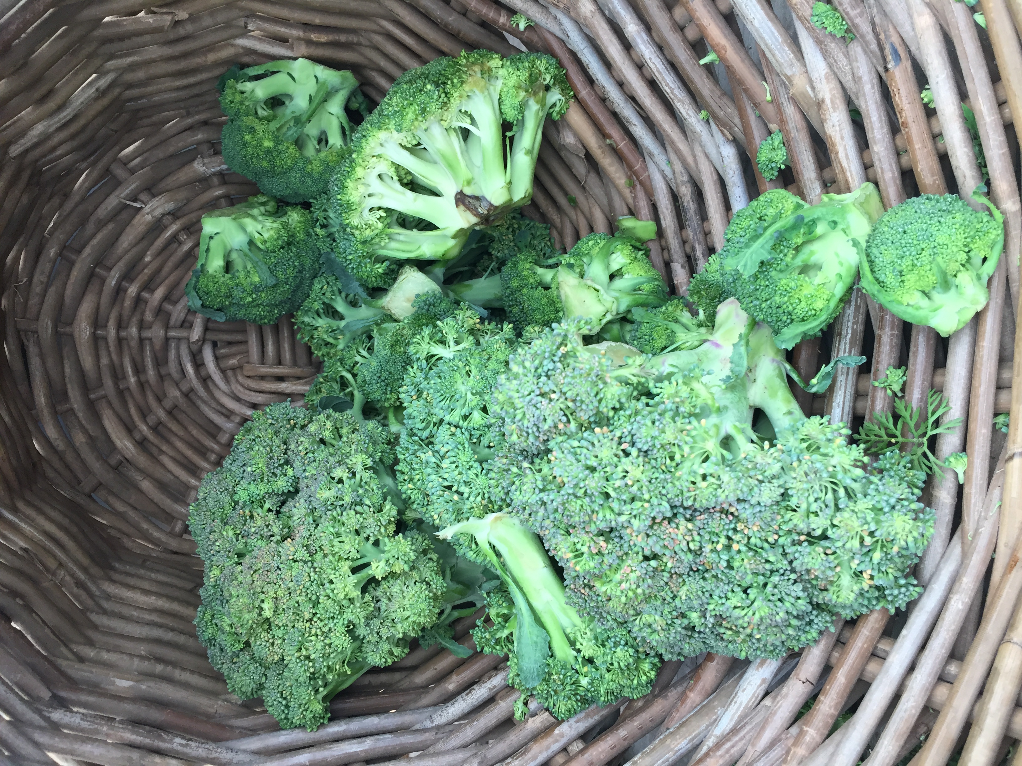 organic broccoli at the Granger Bay Market, Cape Town, South Africa - Copyright Great Health Naturally